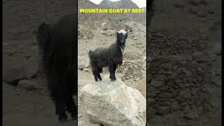 MOUNTAIN GOAT REST [upl. by Ytte]