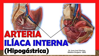 🥇 ARTERIA ILÍACA INTERNA Hipogástrica ¡Anatomía Fácil y Sencillaquot [upl. by Notnelc]