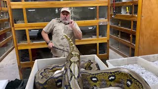 ANGRY RETICULATED PYTHON with EGGs at Prehistoric Pets [upl. by Milburr]