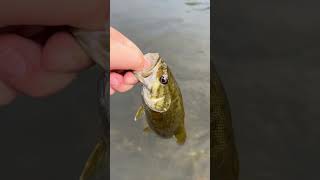 Fishing for small mouth in the James river was funlike and subscribe for more vids like this fish [upl. by Lebana]