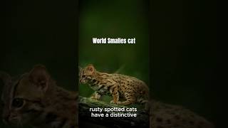 A rusty spotted catanimals facts shorts [upl. by Eniwtna]