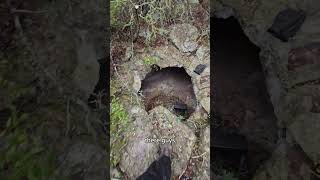 We found a cave cave dog gsdtwinsreviews gsdtwins funny shortvideo reels shorts youtube [upl. by Nivan]