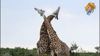 Giraffes Fighting  Kruger Park Sightings  Amazing Animal Videos [upl. by Sapphera]