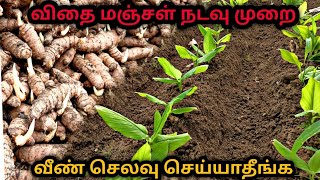 Turmeric Cultivation in Tamil  மஞ்சள் நடவு முறை  மஞ்சள் வளர்ப்பு turmeric powder cultivation [upl. by Dina]