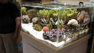 Japanese Style Soft Coral Reefscape [upl. by Grose]