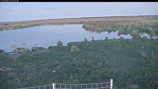 Attwater Prairie Chicken NWR Live Stream [upl. by Island]