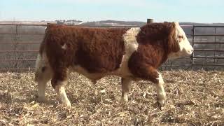 L397 Brink Genetics 2024 Fleckvieh Bull amp Female Offering [upl. by Nyluqcaj435]