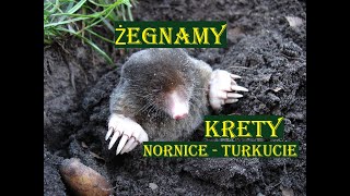 KRETY NORNICE TURKUCIE  ŻEGNAMY NIEPROSZONYCH quotGOŚCIquot [upl. by Winchell]