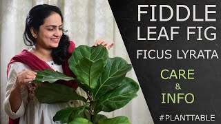 Fiddle Leaf Fig Ficus Lyrata Care amp Info  Plant Table [upl. by Imoyaba]