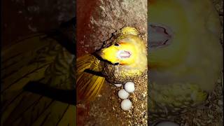 Cocktail bird egg layingshortstrendingviralvideoparrotbirdscomedyfunnydogBirdbreeding28 [upl. by Melina]