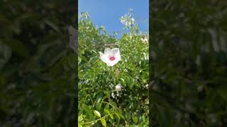 Pandorea jasminoides Bignonia blanca  Las plantas de Teresa [upl. by Orin]