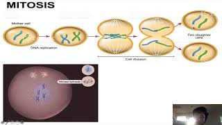 Lecture DNA replication and Gene Expression [upl. by Poll]