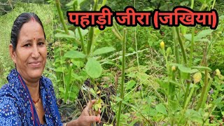 पहाड़ी जीरा जखिया का तड़का Cleome viscosa Asian flower Shashi Rawat vlogs [upl. by Anawal473]