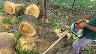 Chainsaw STIHL MS720 36inch Test and Review  Powerfull [upl. by Rezzani]