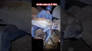 CORVINA NEGRA DE 37 KILOS fishing fish argentina fishingvideo amigos pesca pescaria pescador [upl. by Elizabet]