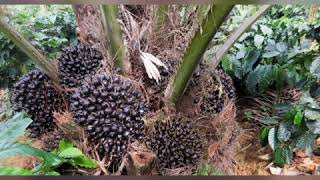 Oil palm cultivation [upl. by Aicel487]