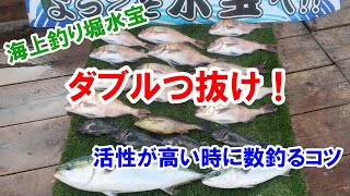 海上釣り堀水宝でダブルつ抜け！活性が高い時に数釣るコツ [upl. by Yartnoed]