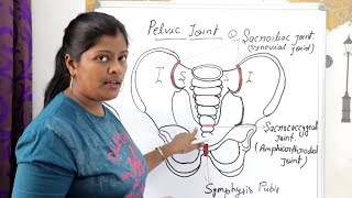 PELVIC SACROILIAC SACROCOCCYGEAL SYMPHYSIS PUBIS AMPHIARTHRODIAL JOINT WITH FIGURE LECTURE IN HINDI [upl. by Arbed671]