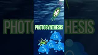 Peran Penting Phytoplankton phytoplankton microalgae reeftank shortvideo shorts short [upl. by Ragde]