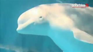 Naissance dun bébé baleine blanche dans un aquarium [upl. by Lejeune]