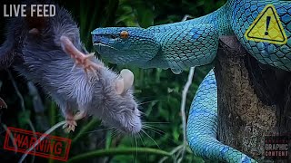 Venomous Snakes Euthanising Prey  WARNING LIVE FEED [upl. by Janine]