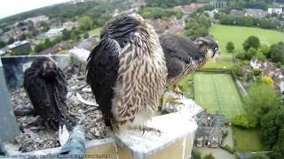 Hawk and Owl Trust Urban Peregrines Project Norwich Cathedral [upl. by Lori]