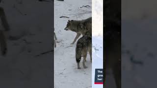 Wolf Attacks a Woman [upl. by Reteid542]