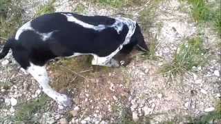 Addestramento cani da tartufo compilation [upl. by Itraa344]