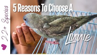 5 Awesome Things That Will Make You Choose A Linnie parrotbliss [upl. by Werdnael]