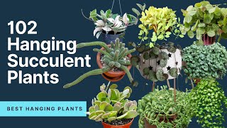 102 Hanging Succulent Plants  Trailing succulents  MOODY BLOOMS [upl. by Ihcas]