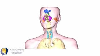 3D visualization of the airway paranasal sinuses and mastoid air cells [upl. by Nigle319]