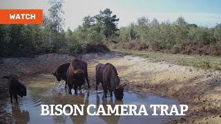 Camera trap footage of the bison herd at West Blean and Thornden Woods [upl. by Bax]