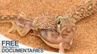 Adapting the Way of Life to one of the most inhospitable Areas in the World  The Namib [upl. by Aloel]