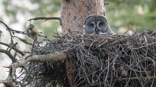 Birding Finland and Varanger 19 Around Oulu [upl. by Archangel]