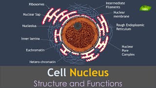 Nucleus  Structure and Function  Basic Science Series [upl. by Chew]