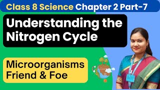 Part 8  Understaning Nitrogen Fixation amp Nitrogen Cycle  Class 8 Science Chapter 2 [upl. by Lockwood]