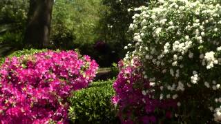 Bridal wreath complements azaleas [upl. by Ayahsal747]