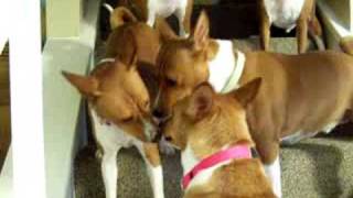 Basenji Cell Phone Reaction [upl. by Sonnnie]