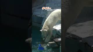 ホウちゃん、オモチャと共にダイブ💗すげ～、マジすげ～【天王寺動物園】ホウちゃんシロクマpolarbear天王寺動物園 [upl. by Ag]