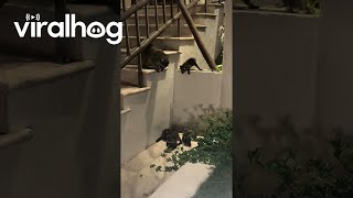 Baby Raccoons Fall Flat  ViralHog [upl. by Assirol]