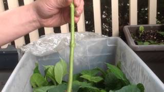 How to propagate large hydrangeas from cuttings [upl. by Bower]