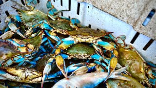 Blue Crab CATCH AND COOK [upl. by Saxen]