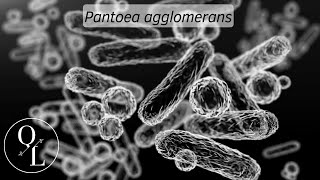 29 Pantoea agglomerans antes Enterobacter agglomerans Erwinia herbicola y Erwinia milletiae [upl. by Aicirpac285]