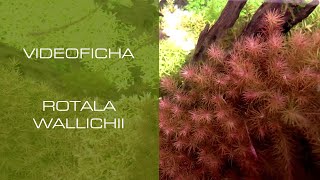 Rotala wallichii  VideoFicha  Un plumero con toques rojizos  PezVerde [upl. by Mame244]