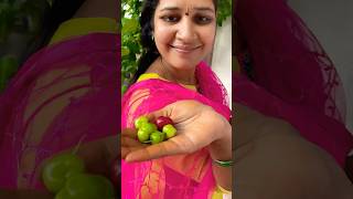 బార్బడోస్ చెర్రీస్ ఎప్పుడైనా తిన్నారా barbadoscherry villagelife youtubeshorts treding harvest [upl. by Ebner]