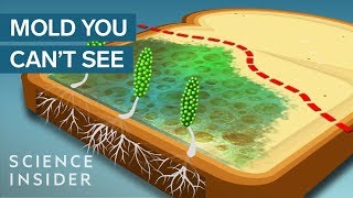 Never Eat The ‘Clean’ Part Of Moldy Bread [upl. by Kannan307]