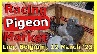 Racing Pigeon Market Lier 12 March 23 [upl. by Celia]