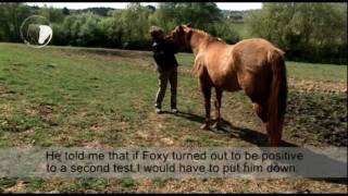 Equine Infectious Anaemia an Italian story [upl. by Animar610]