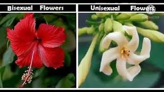 difference between unisexual and bisexual flowers 🌼🌼 ।।class 10 science।। ssc preparation ।।biology [upl. by Nikolia720]