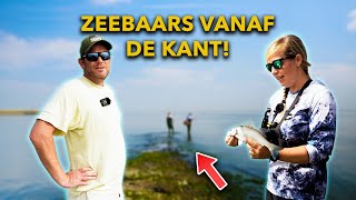 LEER ZEEBAARS VISSEN  Zo vang JIJ zeebaars op TOPWATER en SHADS [upl. by Ariuqahs63]